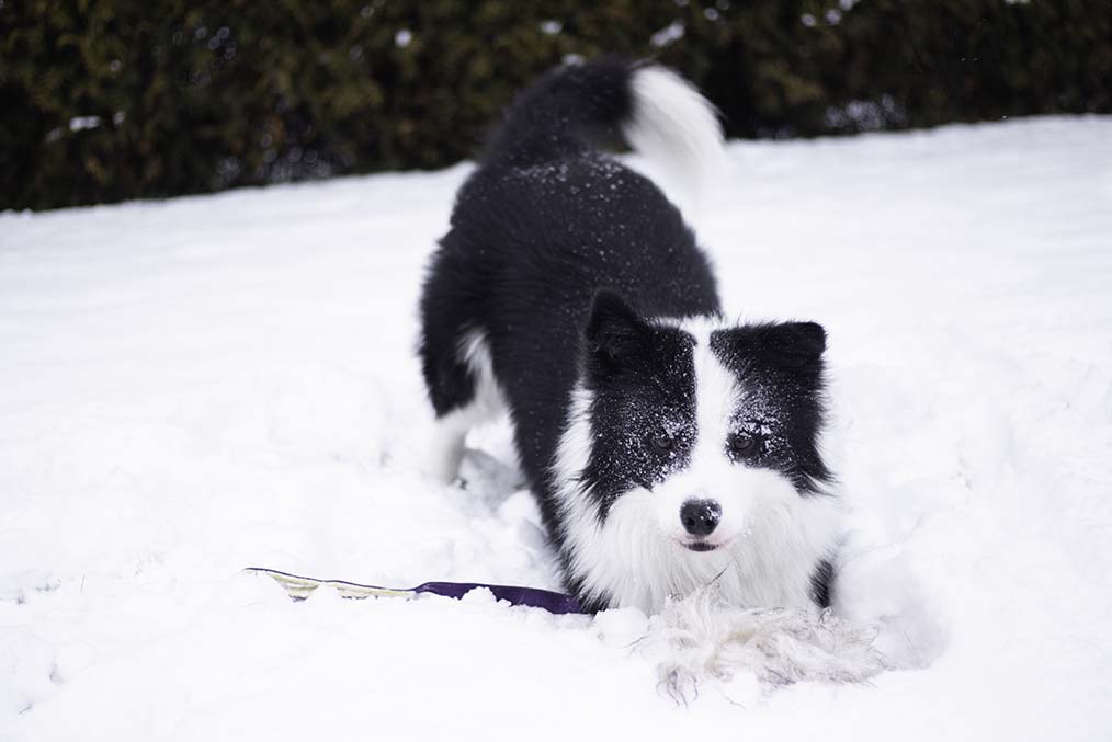 pies-w-sniegu